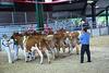 Guernsey Cow Show